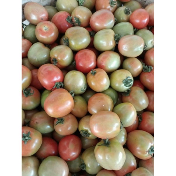 

Tomat Sayur Super Segar 1 kg