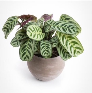 Tanaman calathea  maranta  peacock burlemak Shopee Indonesia