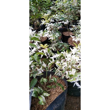 bibit anting putri salju bahan bonsai