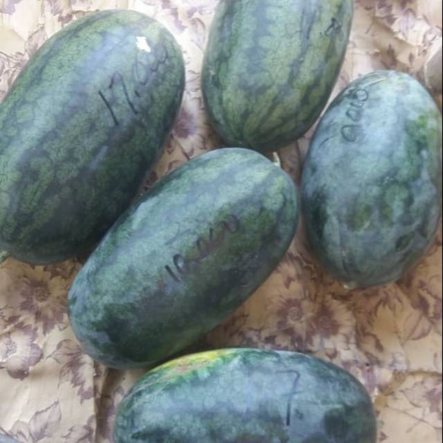 

Semangka