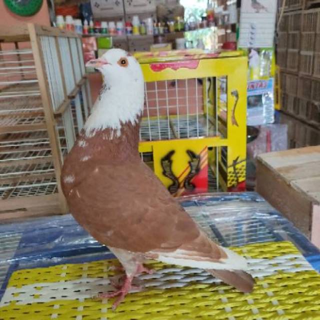 Burung merpati dara bahan  kolongan tinggian giring tritis blorok blantong kelabu coklat.