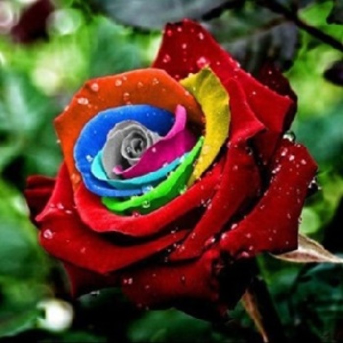 Promo Termurah Benih Bibit Bunga Mawar Mistik Pelangi Import Mystic Rainbow Rose Promo Sale Shopee Indonesia