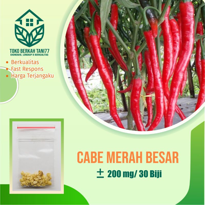 Benih Bibit Cabe Merah Besar Sayuran Tahan Virus Cabe Unggul Berkualitas - Bibit Tanaman Sayur