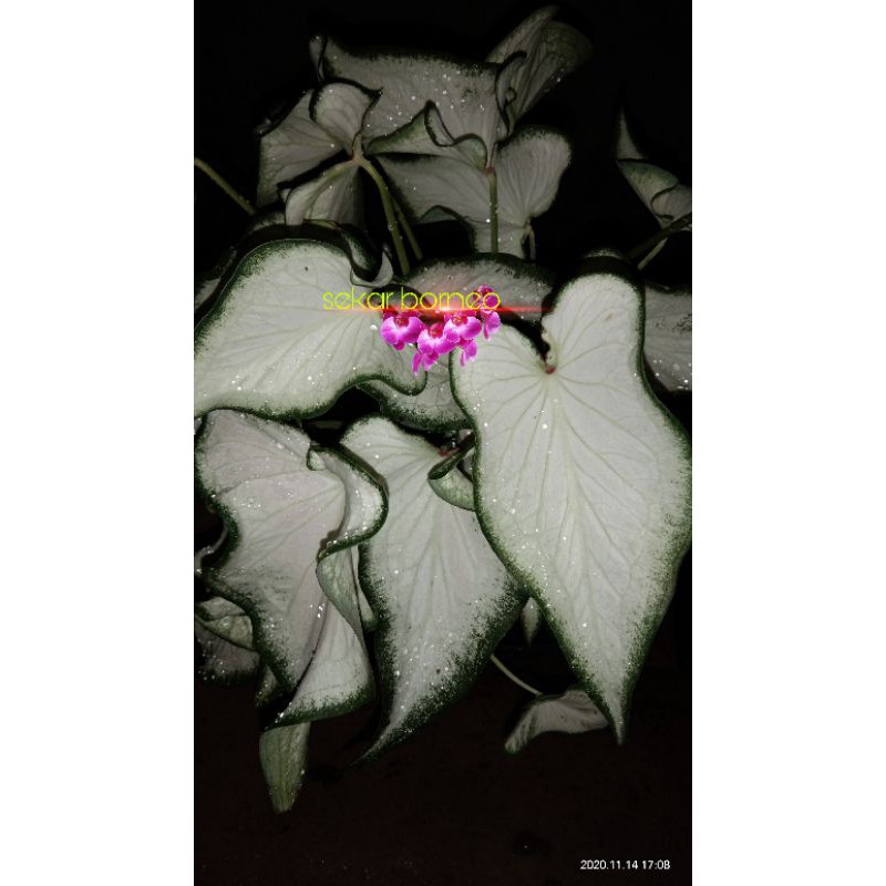 White Knight Caladium/Keladi Tiesyu/keladi keris putih