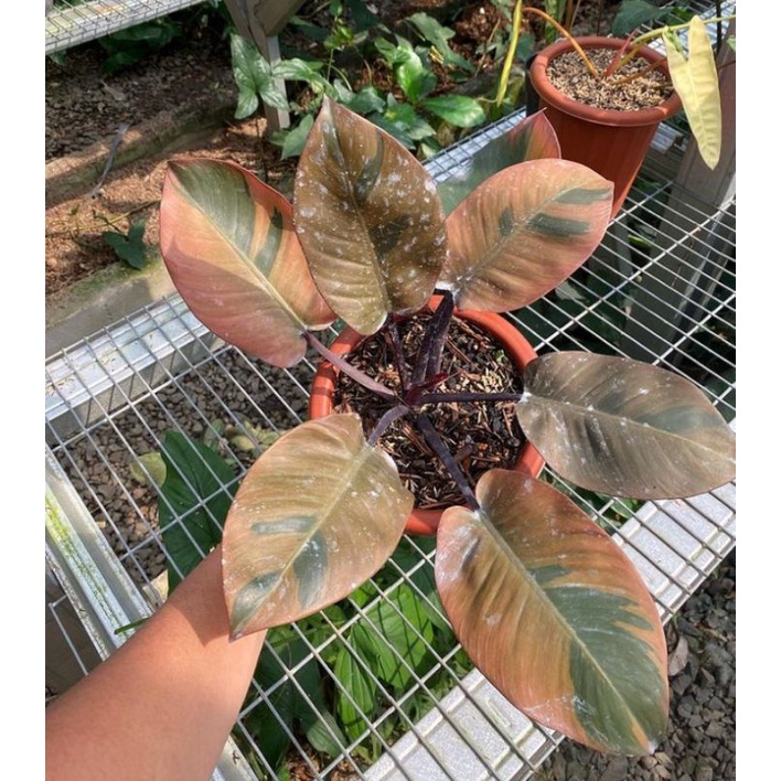 Philodendron black kardinal varigated