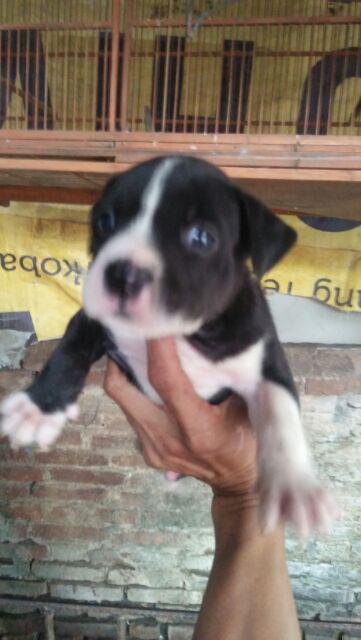 Fixit Laser Line Levelpro3 Kombinasi Meteran Laser Waterpass