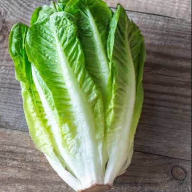 

500gr / Lettuce Romain / Cos Lettuce / Romain Lettuce / Lettuce Kos Island