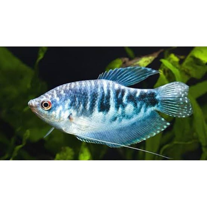 ikan sepat biru/tricho trichop terus