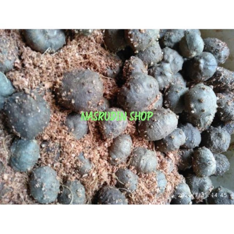 BIBIT PORANG 1KG ISI 100-150 BUTIR / KATAK PORANG / BULBIL PORANG / COBLOK PORANG / AMORPHOPHALLUS K