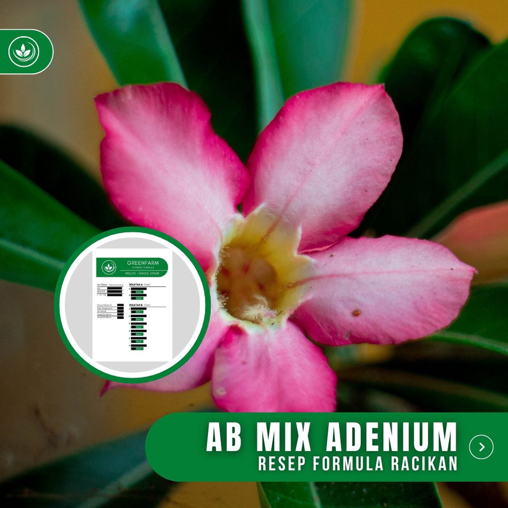 Resep AB Mix Adenium Formula Racikan Nutrisi Bunga Adenium