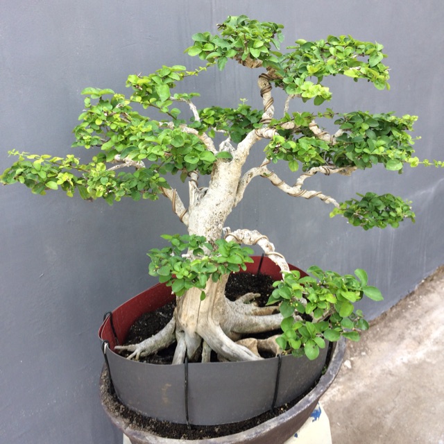 Bonsai delima batu