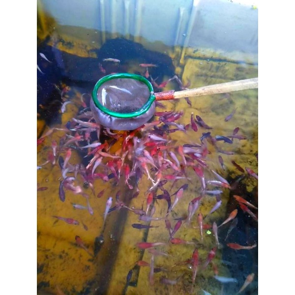 cupang fccp red head