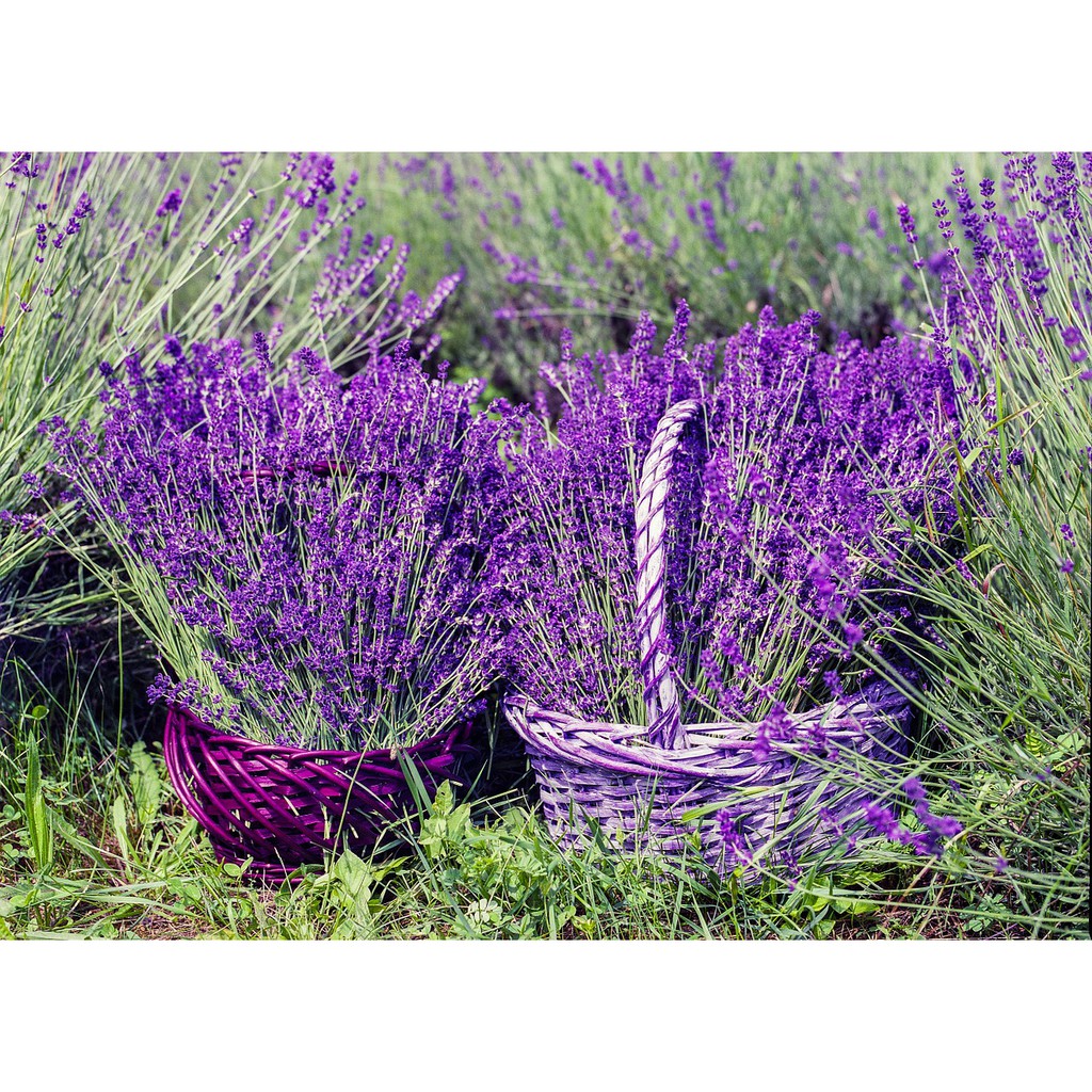 Paket Langsung Tanam - Gardening Kit - SPECIAL BOX - Benih Bunga Lavender Portuguese Flower Seeds