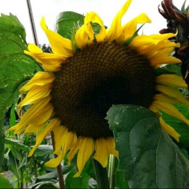 Biji bunga matahari biji kuaci bibit biji matahari