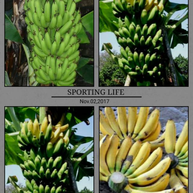 bibit pisang raja ijo 600 gram