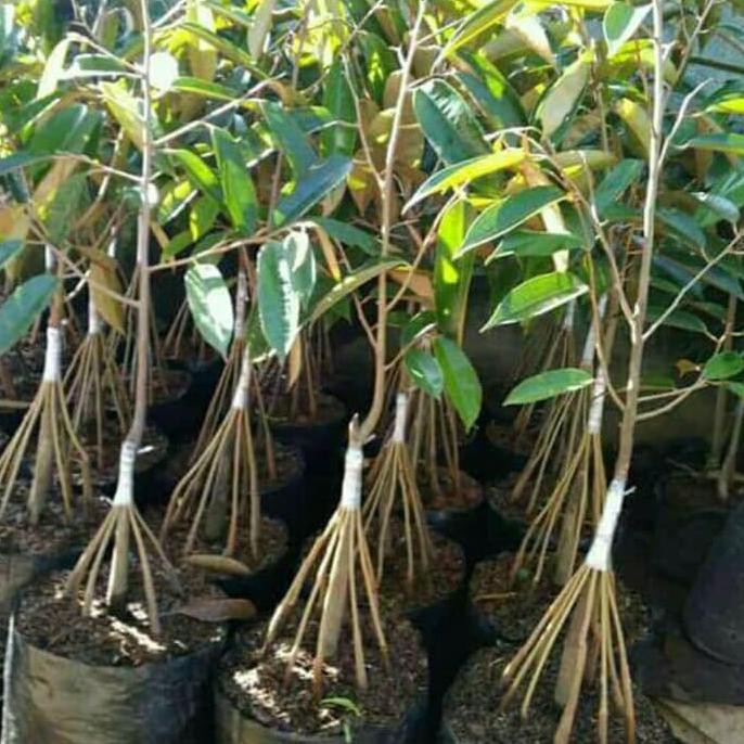 Bibit Tanaman Buah Durian Montong Merah Kaki10 Time
