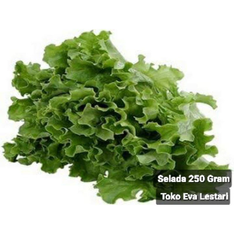 

Selada Fresh 250 Gram
