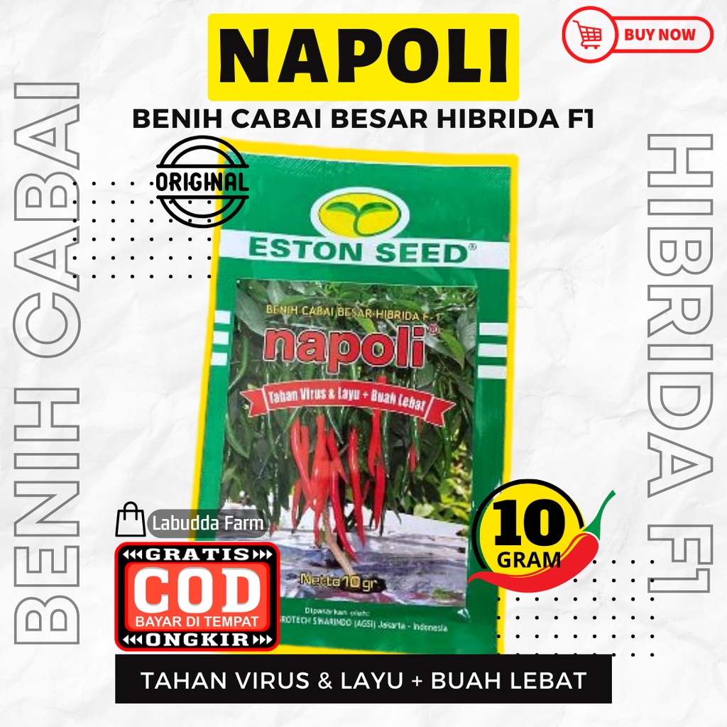 Benih Cabe Besar Napoli 10gr Tahan Virus Bibit Cabe Besar Hibrida F1 Chili Seeds Original Pabrik Est
