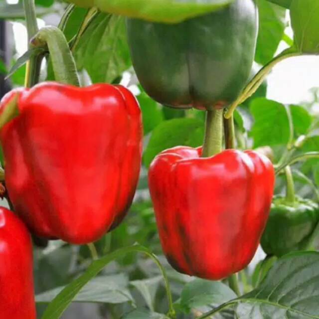 Benih paprika merah