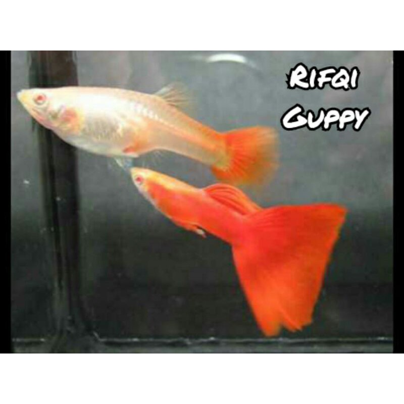 

Ikan Guppy Albino Full Red (AFR) Ikan Hias