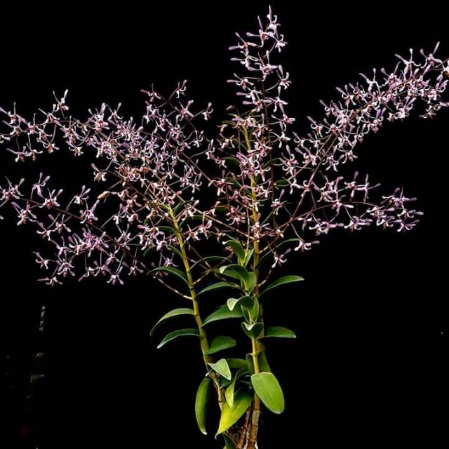 Seedling Dendrobium Lineale Blue Murahhhh Meriahhh