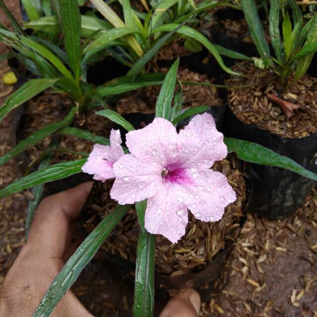 Tanaman hias bunga rawelia mini