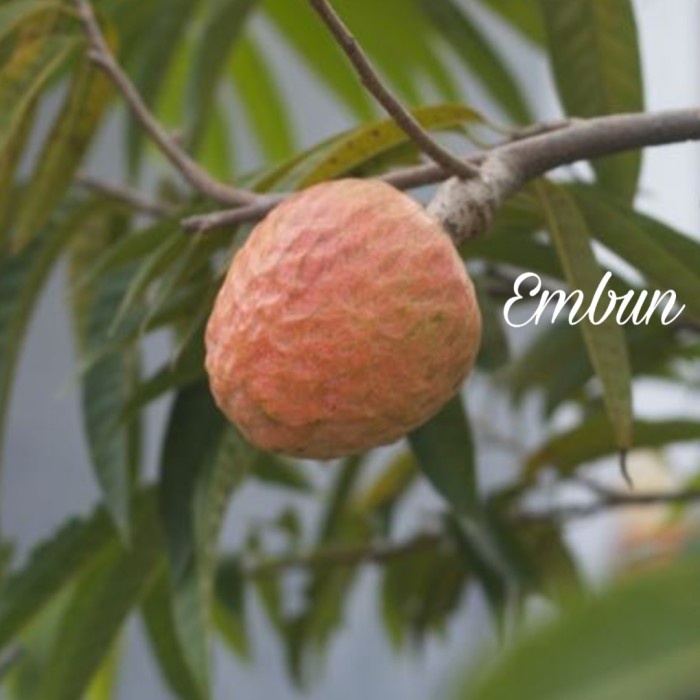 NEW BIBIT POHON BUAH MULWO LANGKA S