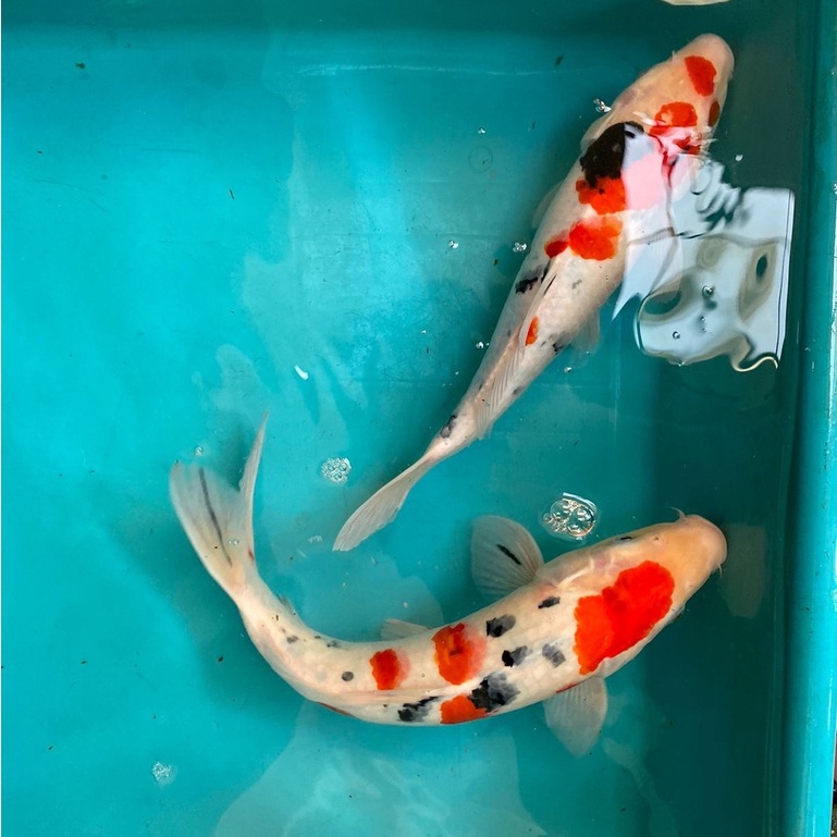 IKAN KOI SANKEI Blitar 21-25cm Grade A+