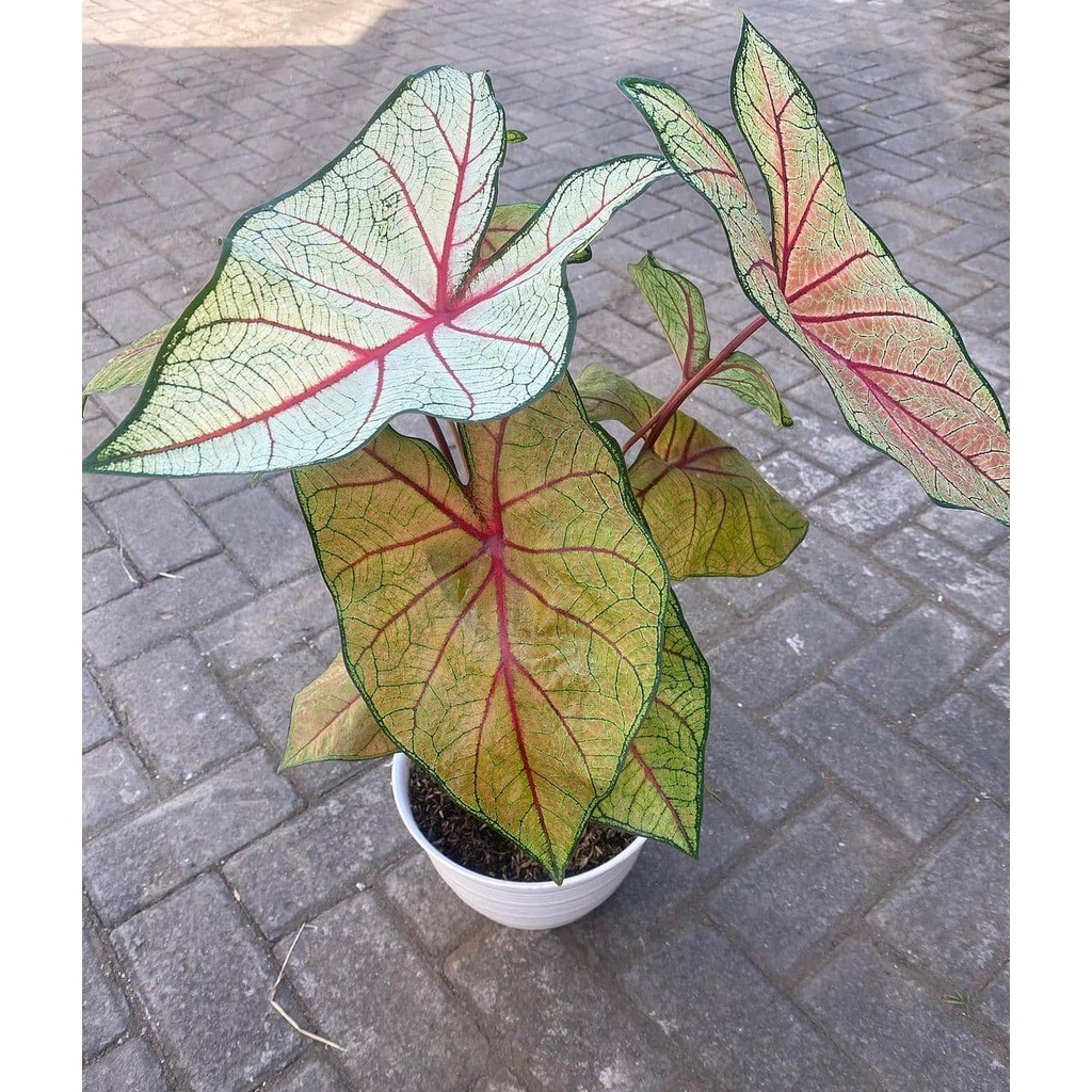Tanaman bunga keladi red Bone / caladium red bone