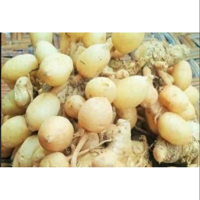 

Ready kunir putih 500 gr