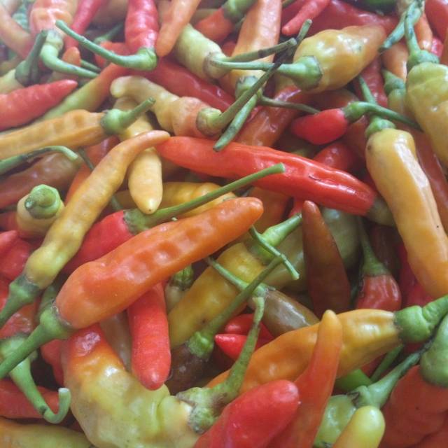 

Cabai rawitSegar 100gr,