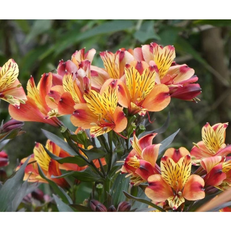 Bunga Alstromeria /bibit Lily Casablanca kuning merah tua