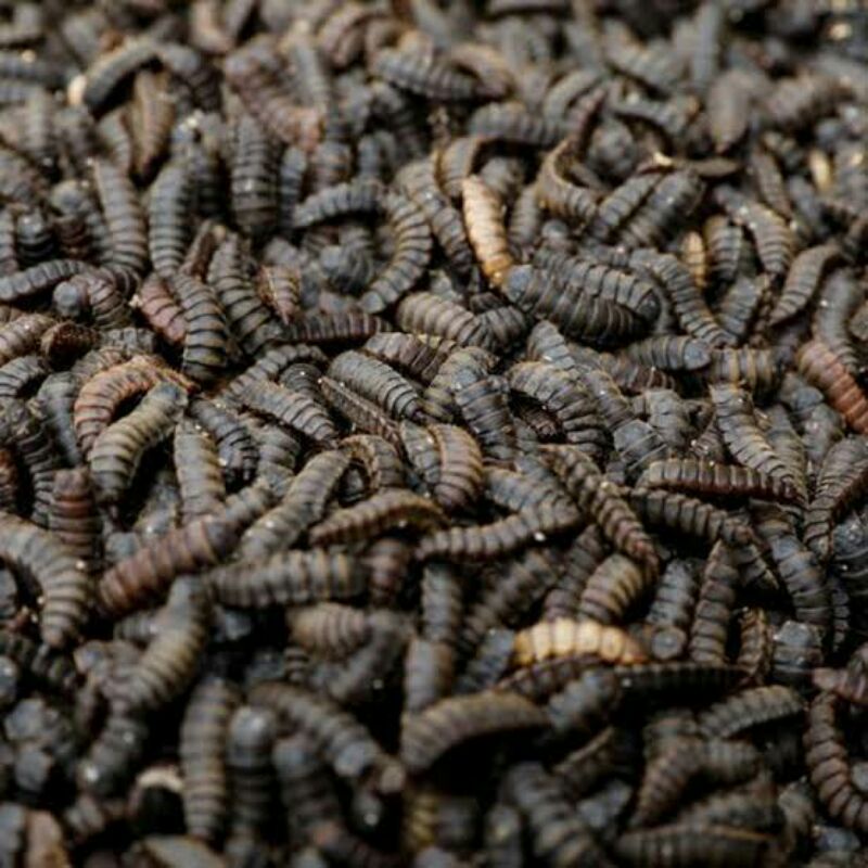 pupa magot bsf prepupa magot bsf berkulitas