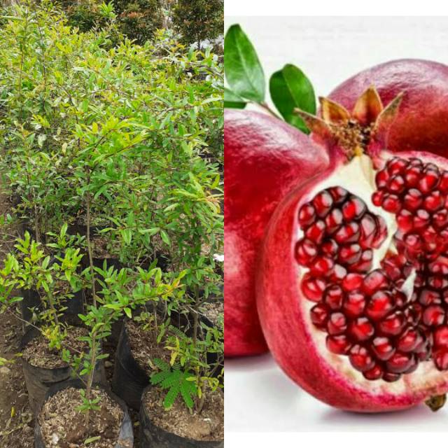 Bibit Buah Delima Merah - Tanaman Buah Delima