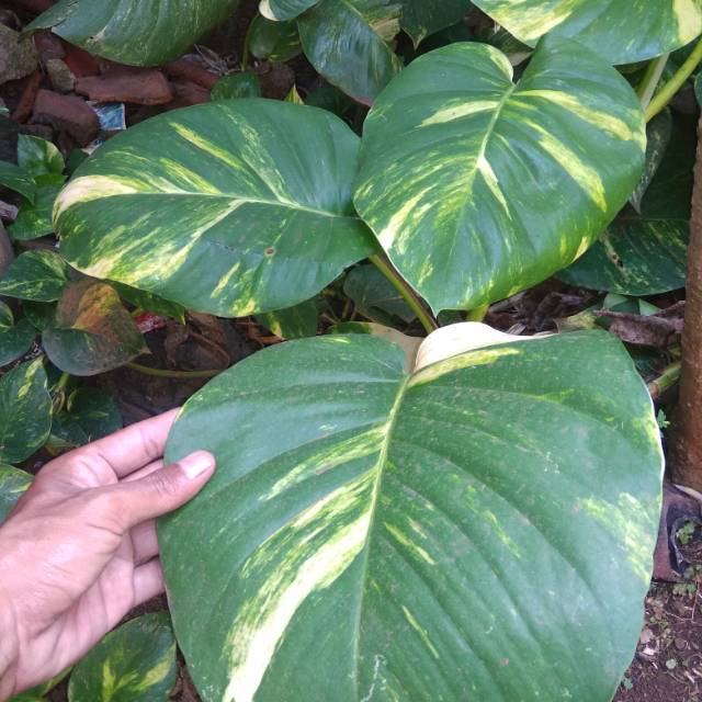 Tanaman hias srigading jumbo