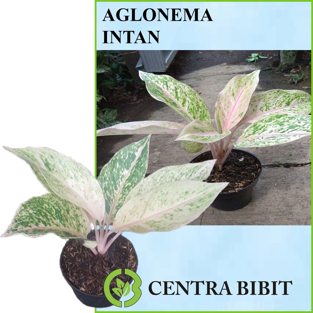 Tanaman Bunga Aglonema Intan