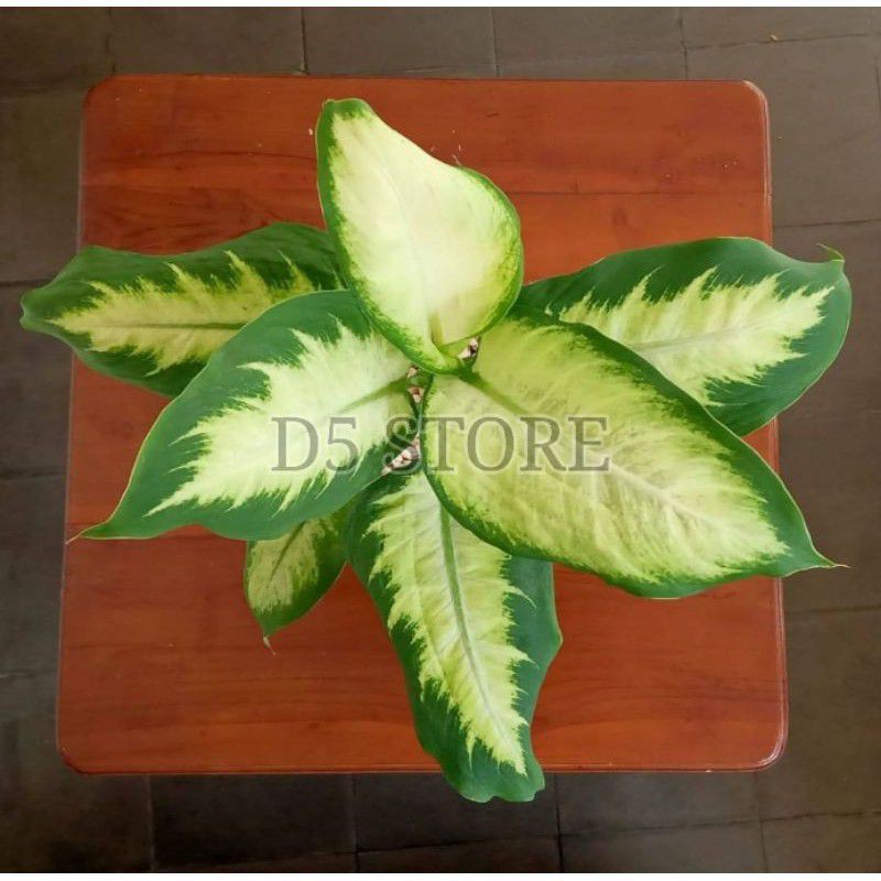 Aglonema murah Tanaman hias aglonema Tanaman aglonema Tanaman Hias aglonema murah Aglonema anakan Sr