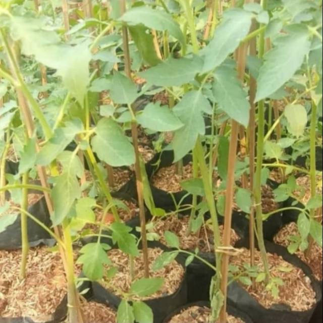 Pohon buah tomat - Bibit tanaman buah tomat