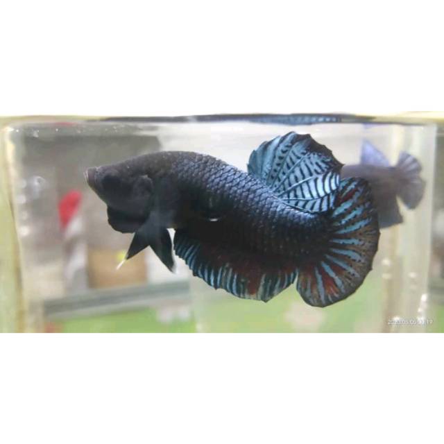 IKAN CUPANG ADUAN MDS