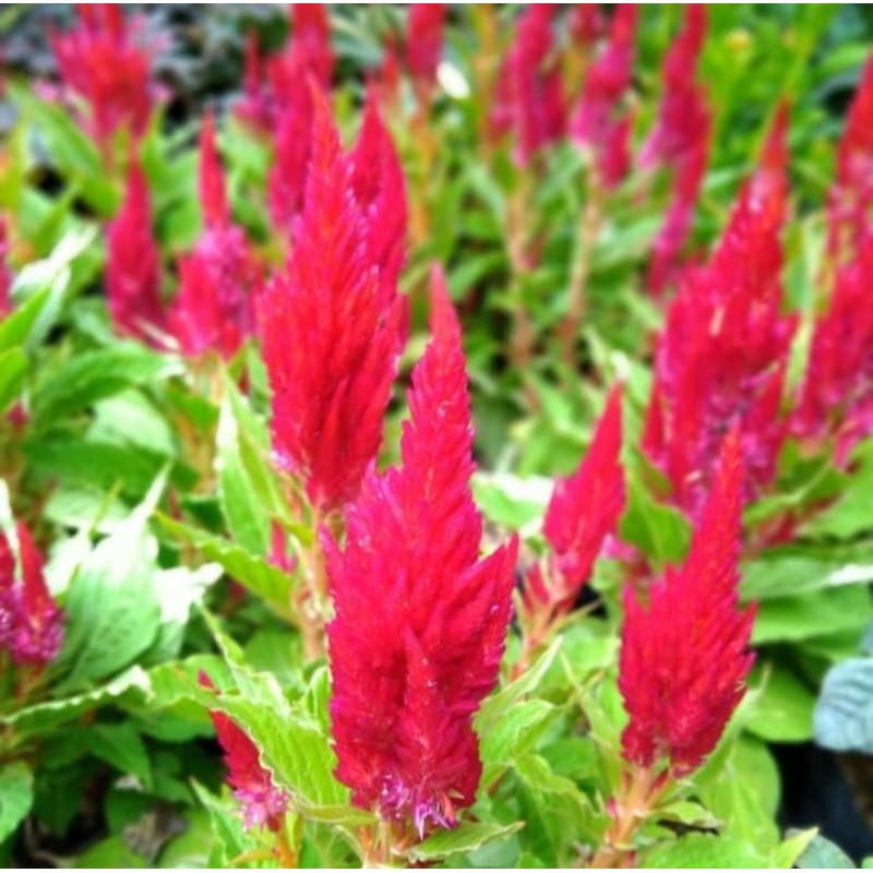 

bunga celosia