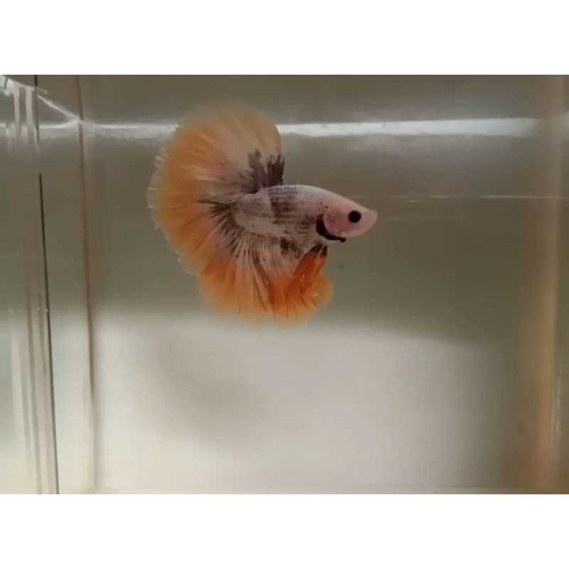 (COD) ikan cupang halfmoon warna