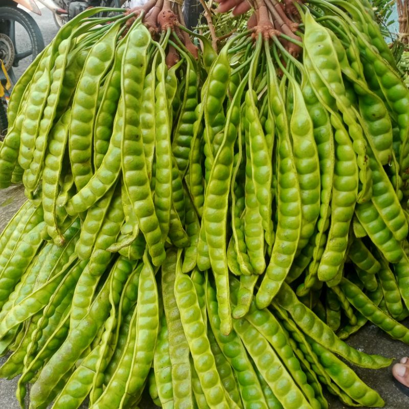 

PROMO-PETE MURAH 10/PAPAN PETE SEGAR BANJARNEGARA