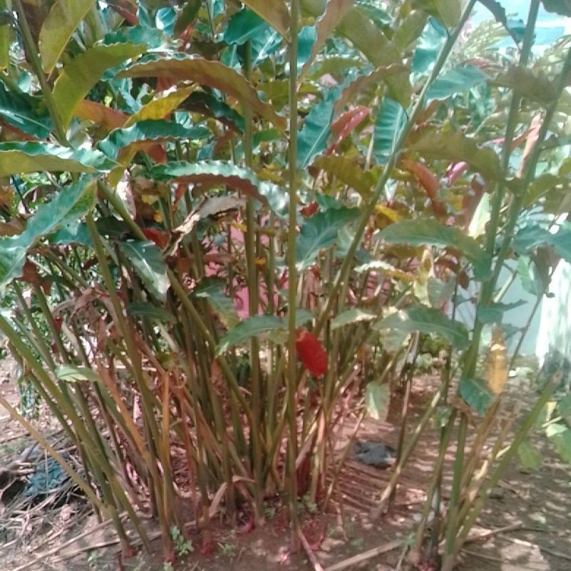 

RIAS / HONJE/ KECOMBRANG / TANAMAN SIAP UNTUK DITANAM