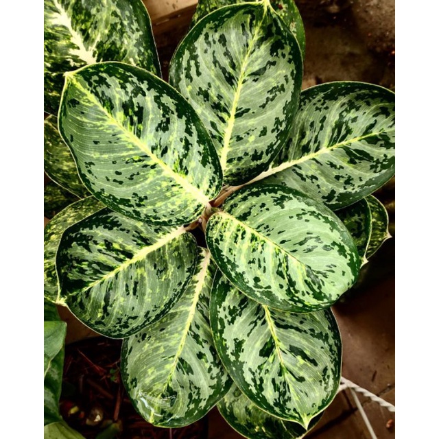 Aglonema Green Papuma bonus pot yogap.