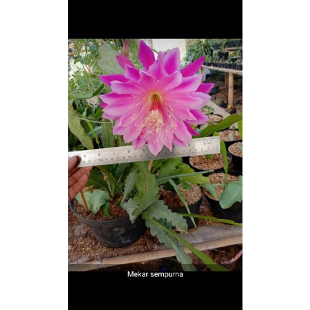 bibit Wijaya Kusuma California dream