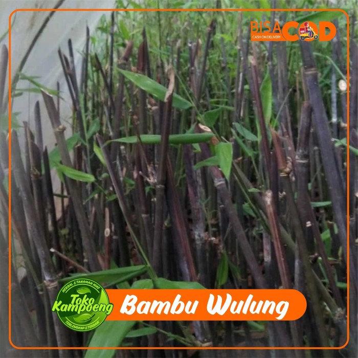 Bibit Bambu Wulung Bambu Hitam