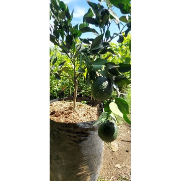 jeruk dekopon berbuah