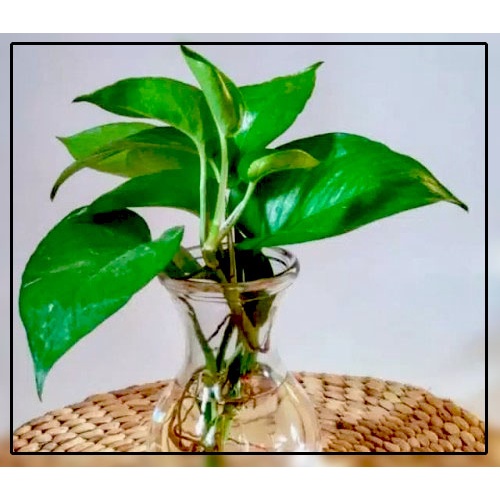 tanaman hias gantung rambat sirih hijau bunga hidup hiasan depan rumah tama indoor outdoor cod murah