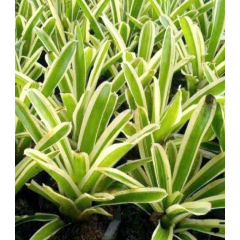 Tanaman Hias Bromelia Cryptantus Kuning Hijau
