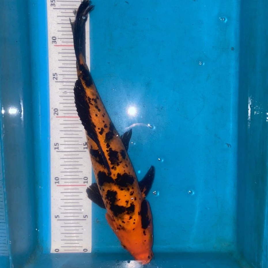 IKAN KOI UTSURI Blitar 26-30cm Grade A+